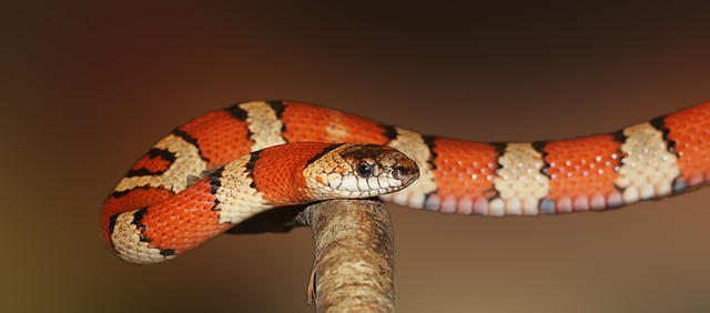 oranžový had